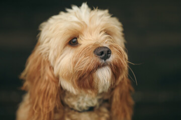Cavoodle toy poodle mix close up of face with dark background