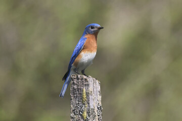Blue Birds working hard to feed chicks in nesting box on hot summer day in riverside park setting with weathered wood box
