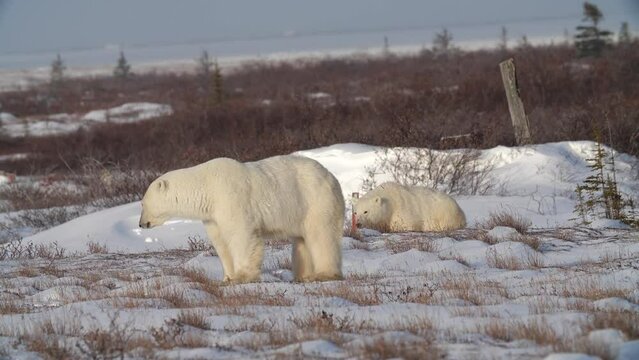 Polar bear family exploring snowy Canadian countryside, Churchill, Manitoba
