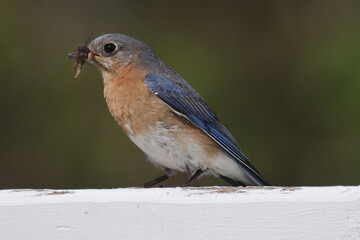 Blue Birds working hard to feed chicks in nesting box on hot summer day in riverside park setting with weathered wood box