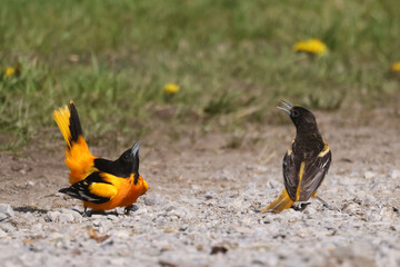 Baltimore orioles mating display ritual or perched by orange halaves on feeder