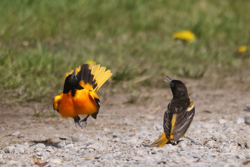 Baltimore orioles mating display ritual or perched by orange halaves on feeder