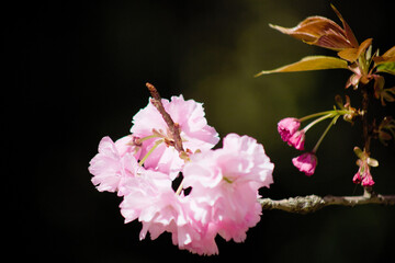 Obraz premium 八重桜のクローズアップ 