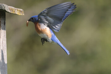 Blue Birds working hard to feed chicks in nesting box on hot summer day in riverside park setting with weathered wood box