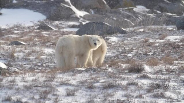 Two polar bears exploring harsh Canadian wilderness; Manitoba