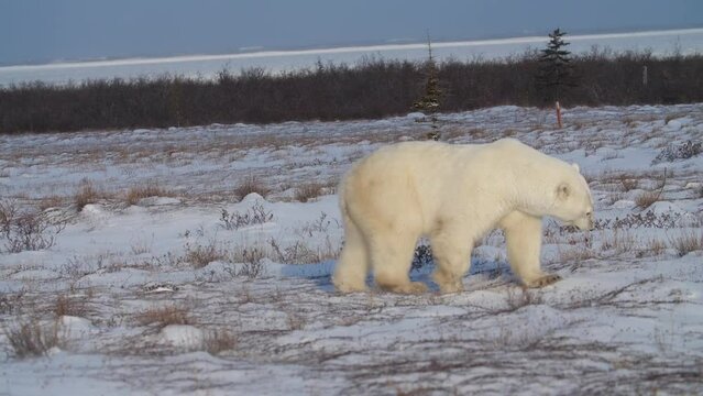 Large polar bears exploring snowy Canadian countryside; Manitoba