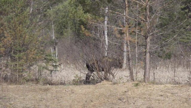 Large Bull Moose Walking Into A Forest Habitat In Canada