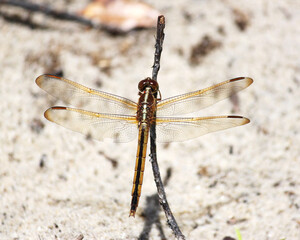 dragonfly on stick