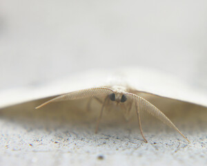 Resting white moth