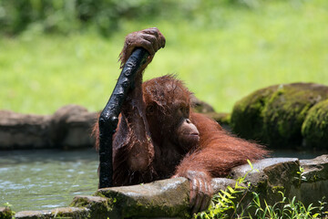 Baby orangutan playing with in the water
