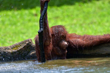 Baby orangutan playing with in the water
