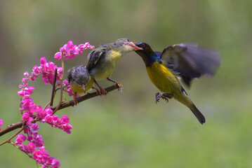 Olive-backed sunbird feeding their chicks