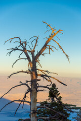Dead tree on blue sky, sunset gradient background, looking down to the Palm Springs valley. 