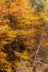 beautiful autumn nature with falling foliage in mid-autumn