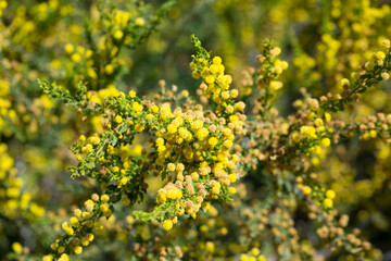 Closeup of yellow blooming of Kangaroo Thorn flower (Acacia paradoxa) in natural habitat
