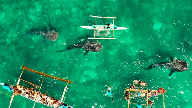 Aerial view of tourists snorkeling and watch whale sharks in turquoise water. Summer and travel vacation concept. Oslob, Philippines, Cebu Island.