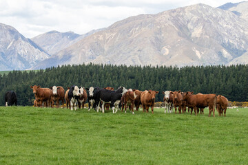 Fototapeta na wymiar Hear of cows on a New Zealand Dairy Farm