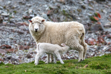 Female sheep feeding lamb in a New Zealand field