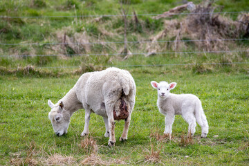 Fototapeta premium Sheep and Lamb grazing in farm paddock, South Island New Zealand
