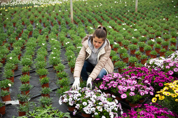 Successful woman farmer working in greenhouse, checking blooming Cape marguerites (Dimorphotheca) in pots
