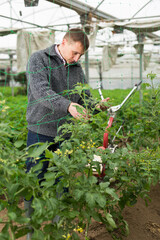 Confident male farmer cultivating organic green peas. High quality photo