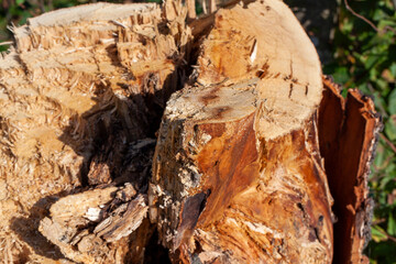 hardwood logging for industrial processing and production