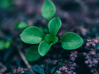 close up of a green plant