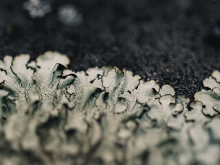 Lichen on a stone wall