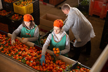 Fototapeta Three concentrated male and female employees controlling quality of ripe tangerines on sorting line obraz