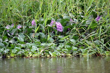 Plant with purple flowers growing in the wetland outside of San Lorenzo, Ecuador
