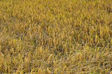golden paddy field. 