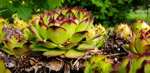 Green, red flowers Sempervivum tectorum growing on tree stump in garden. Panorama.