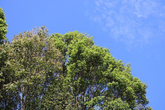 Tops of tall Eucalyptus trees with dense green foliage against a clear blue sky in Indonesia. Natural canopy.