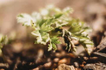 spring in the forest