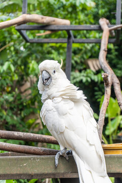 A white cockatoo in the outdoor. Picture taken at the Malacca Zoo, Malacca, Malaysia.