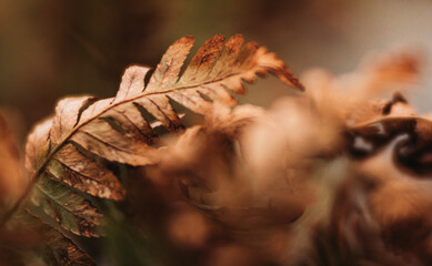 fern