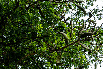 Fototapeta premium tree branches