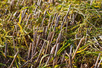 straw and stubble remaining after the harvest of cereals