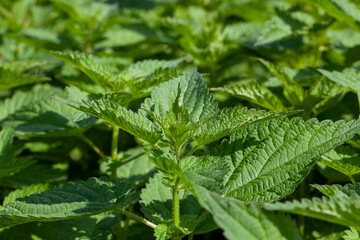 green nettle plants in the summer season