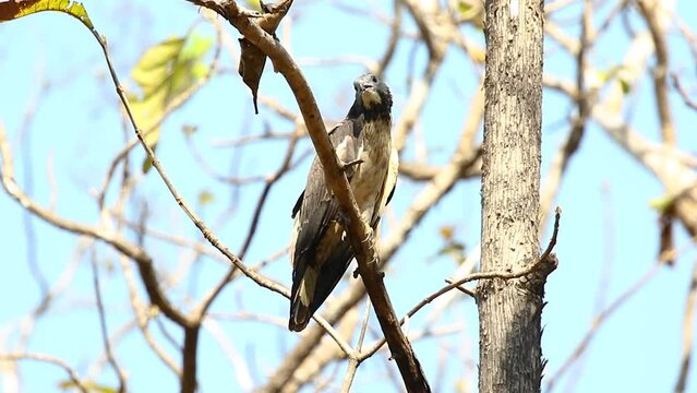 Image of oriental honey buzzard bird on a tree branch on nature background. Hawk. Animals.