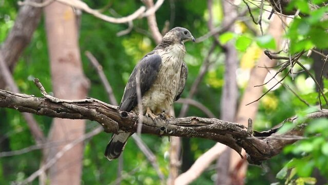 Oriental honey buzzard bird on a tree branch on nature background. Hawk. Animals.

