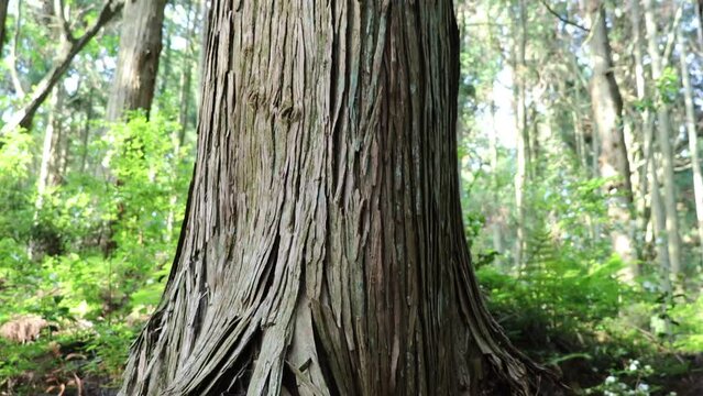 Japanese large tree（日本の大木：杉）