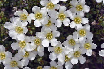 イワウメの花（北海道・大雪山）
