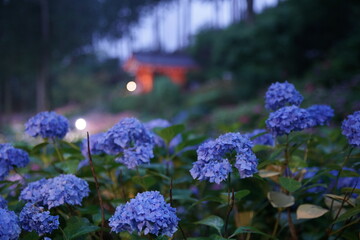 梅雨の中の宇治の三室戸寺の紫陽花の夜景