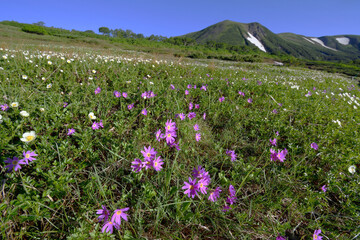 エゾコザクラの花畑と緑岳（北海道・大雪山）
