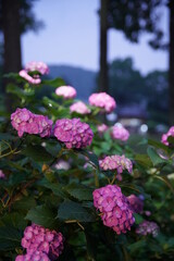 Obraz premium 梅雨の中の宇治の三室戸寺の紫陽花の夜景