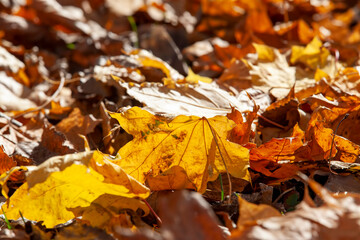 changes in nature during the autumn season