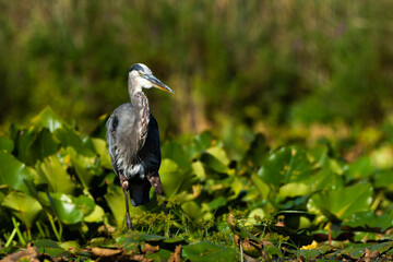 A great blue heron, Ardea herodias, slowly walks thru lily pads looking for a meal at Mill Pond near Plymouth, Indiana
