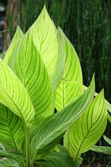 tropical plants in the gleaming sunlight