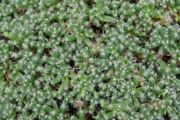 cactus in tropical garden